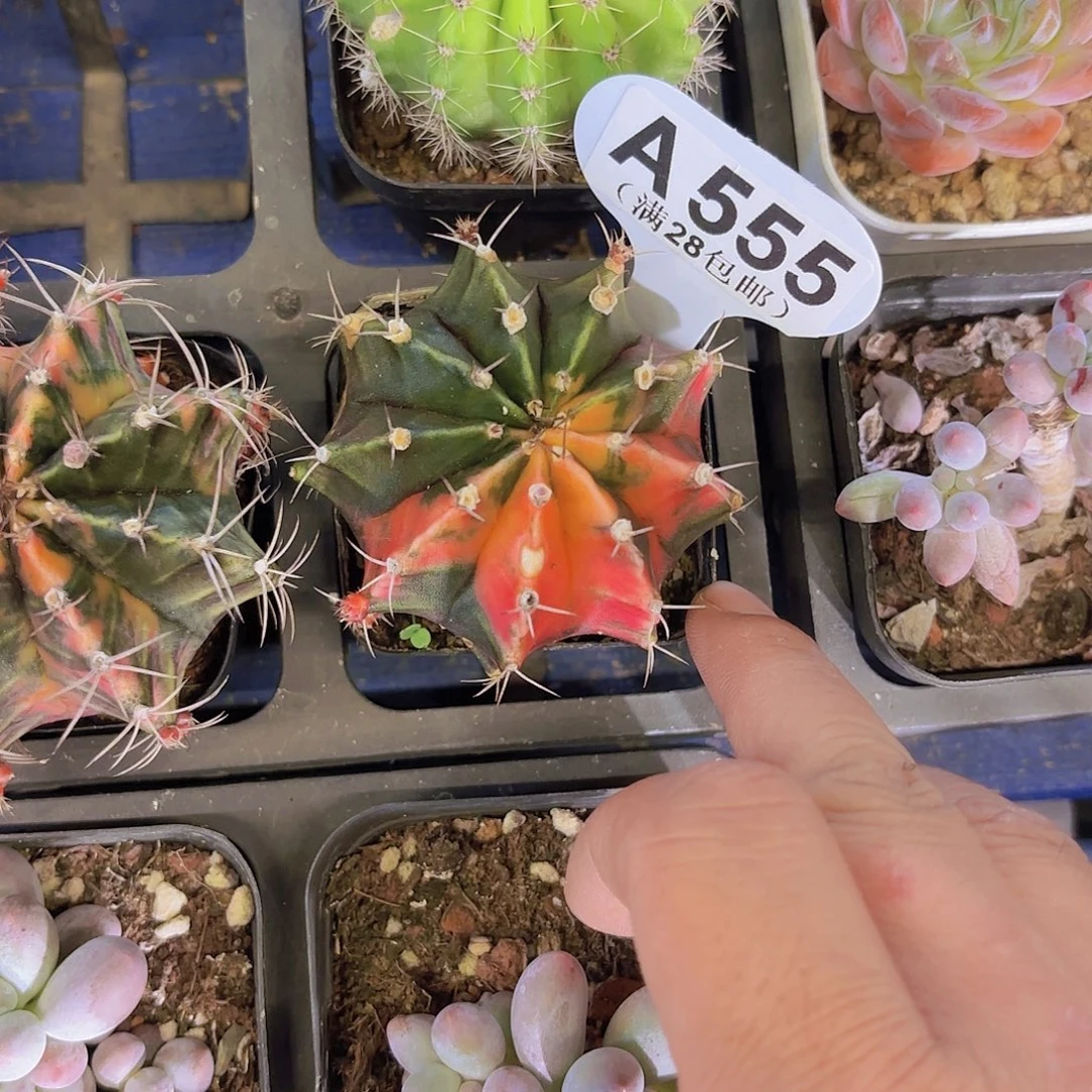 A555牡丹锦一物一拍