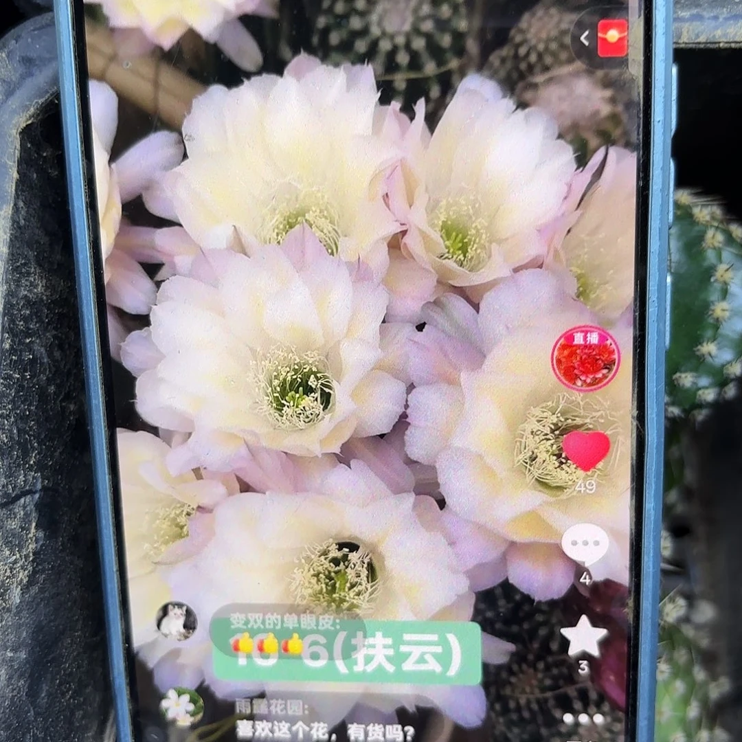 扶云无根侧牙4公分16-6