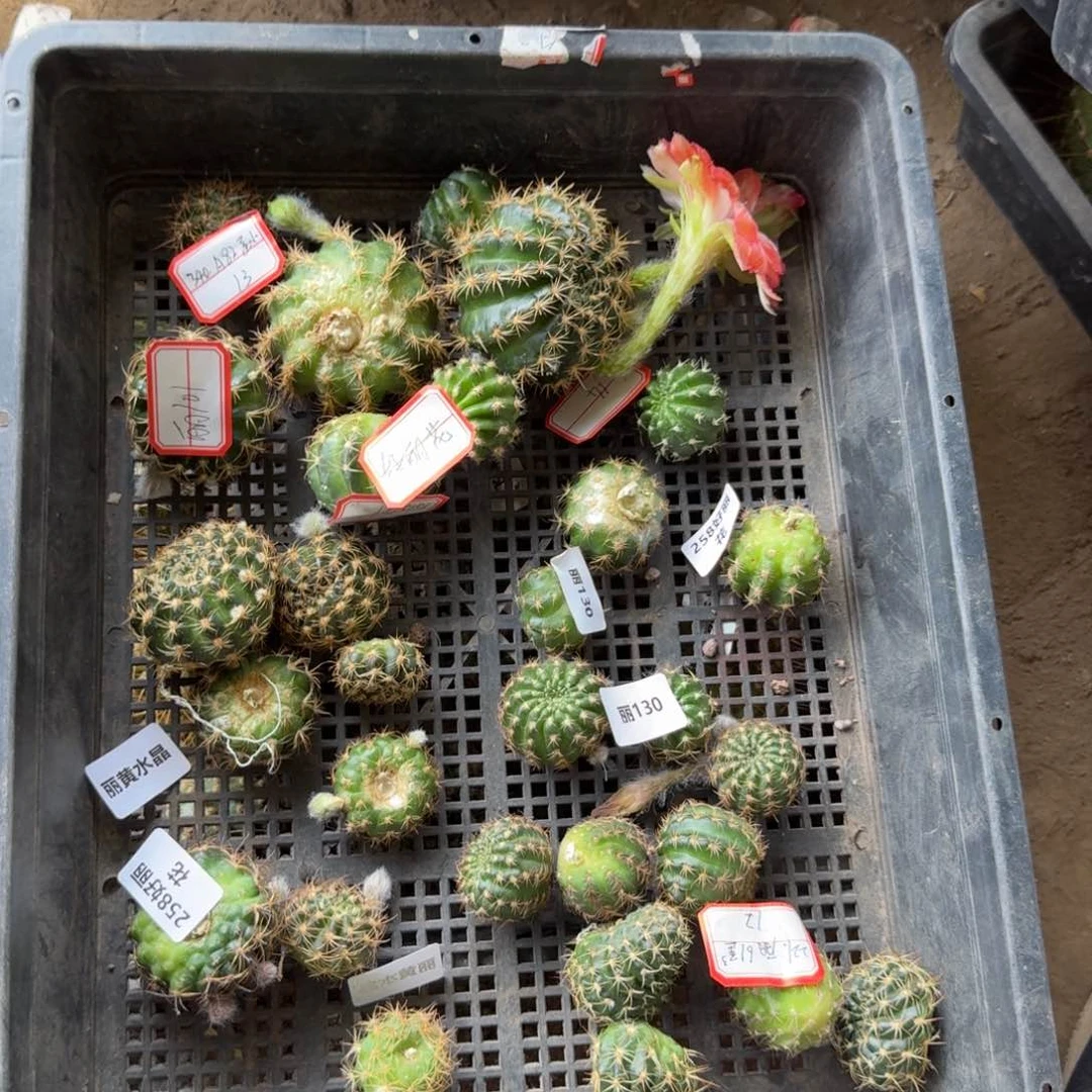253新品丽花歪无根侧牙3公分左右很小,20包邮