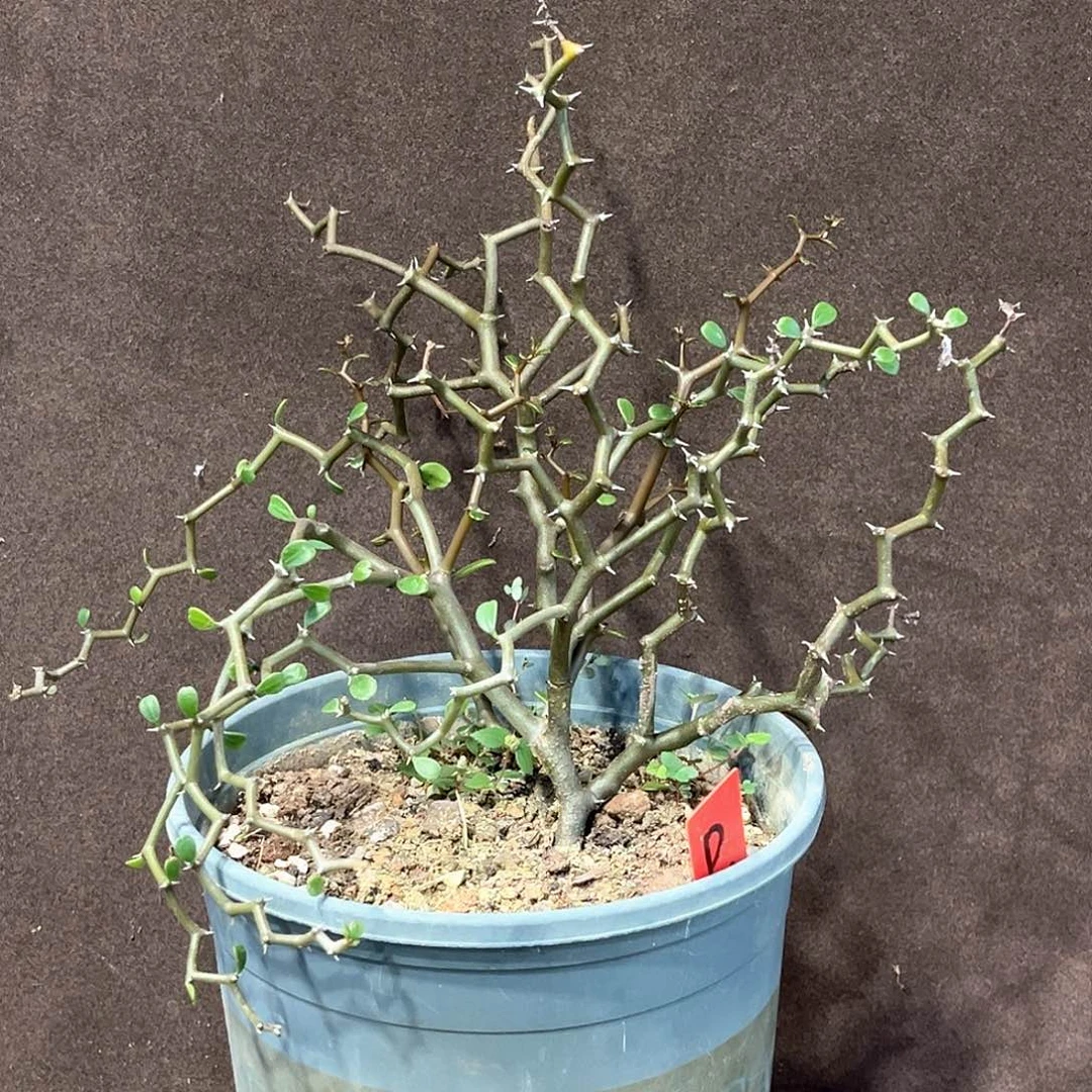 潮流植物 弯曲龙 D41 半折
