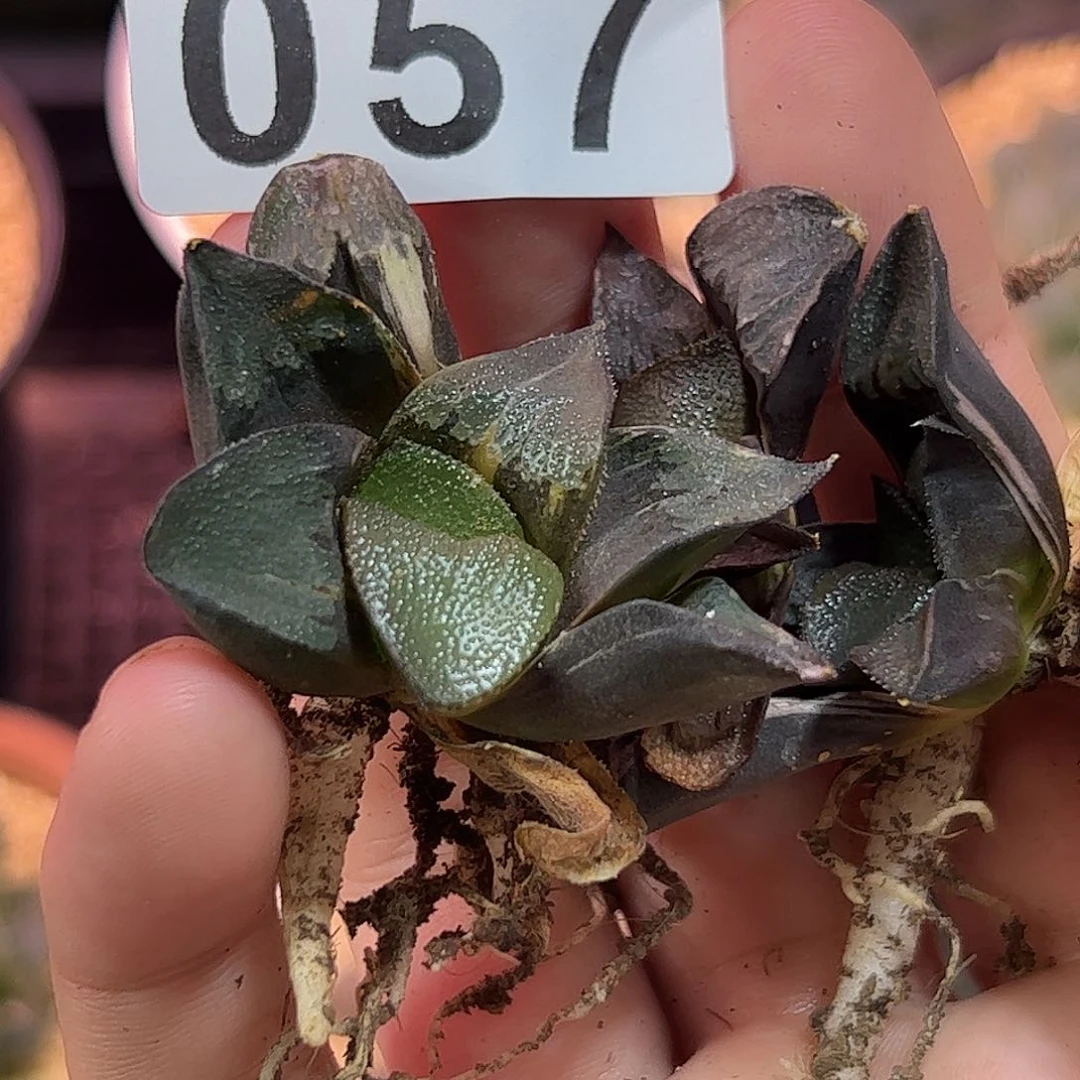 057红红火火恍恍惚惚