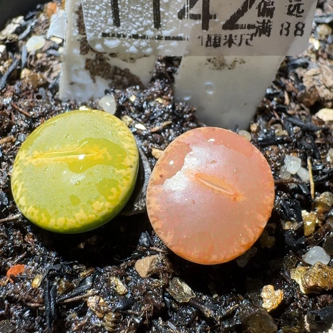 Sss精品系列清仓1142