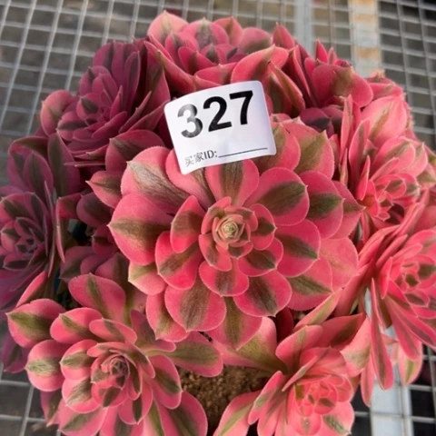 327女巫22厘米左右