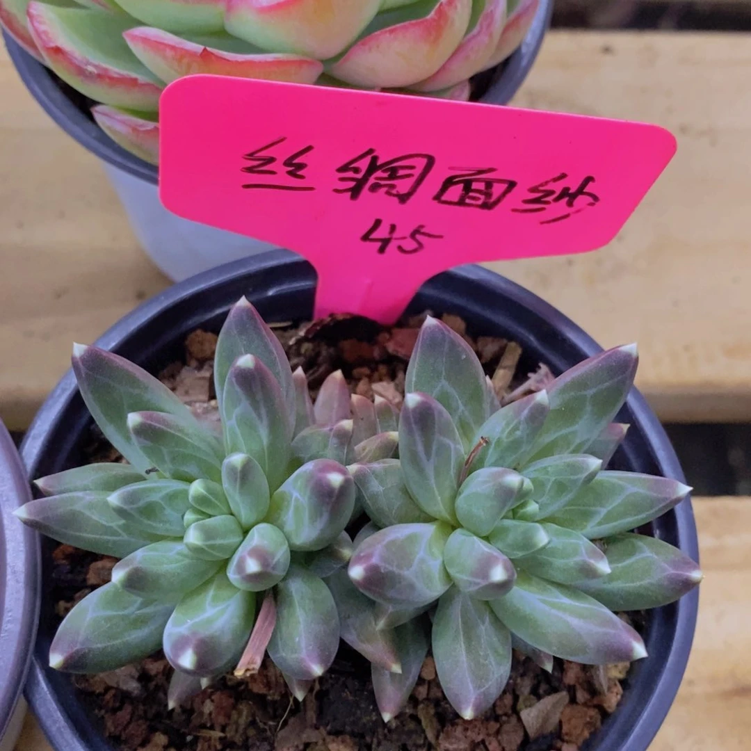 多肉植物，一物一拍3单包邮