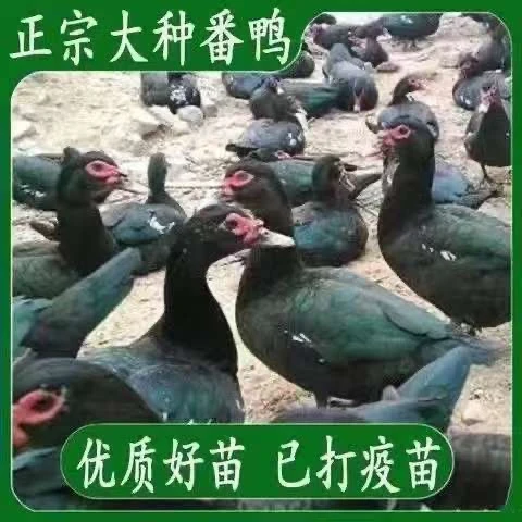 【顺丰包邮】大种黑番鸭宠物鸭35只