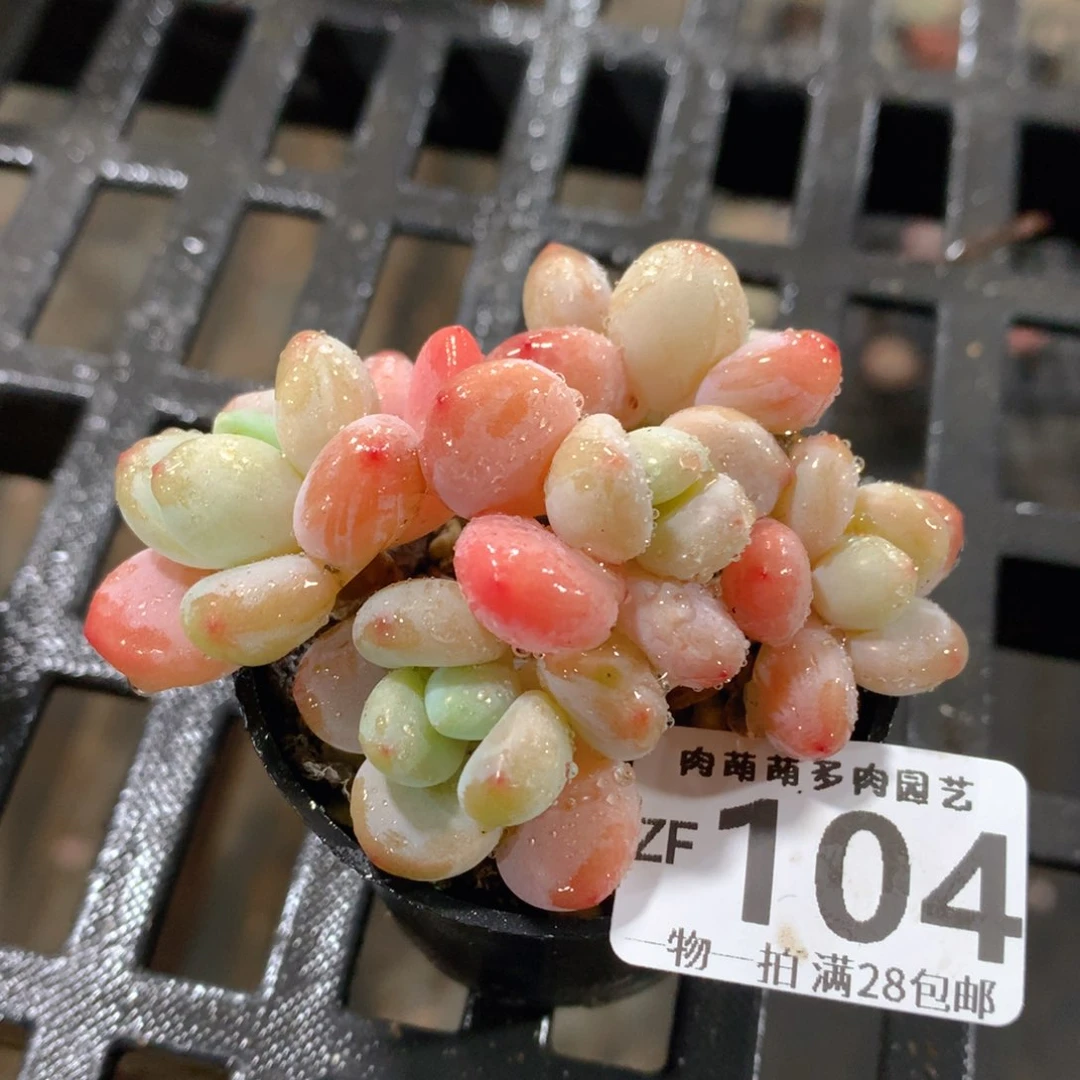 肉萌萌拇指盆精控多肉ZF104