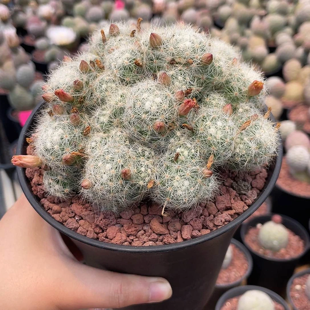 仙人球芳香丸群一物一拍
