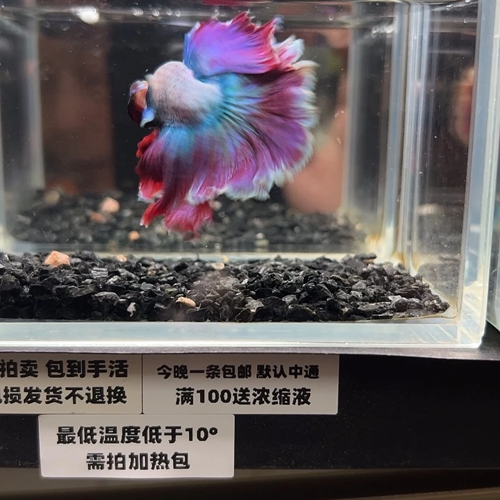 斗鱼竞拍跑单拉黑27日60