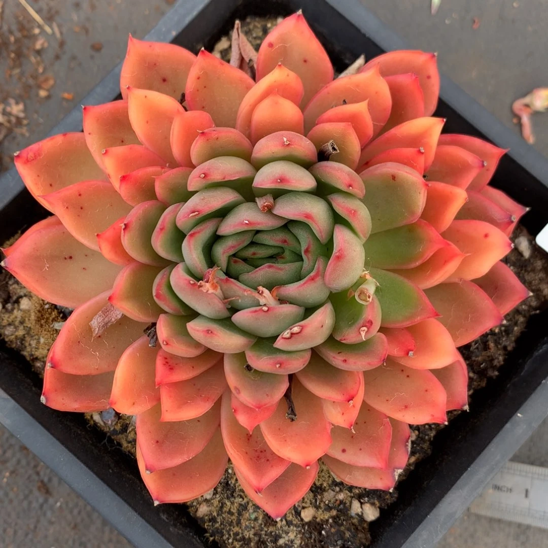 5960杂交精品基地12厘米