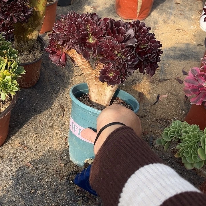 满28包邮冠幅19厘米左右