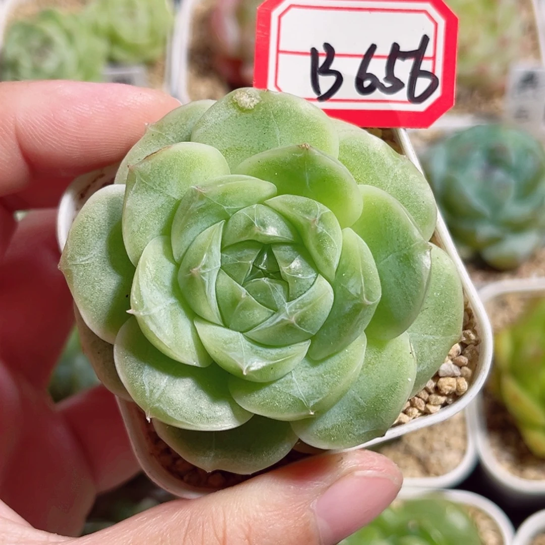 B656 一物一拍 玉琼