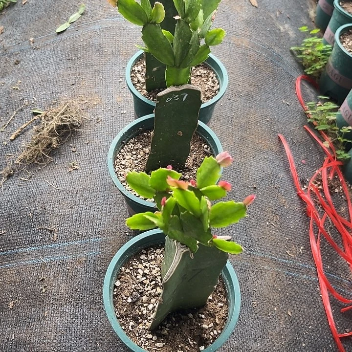 薇***梦53号037黄色1111111