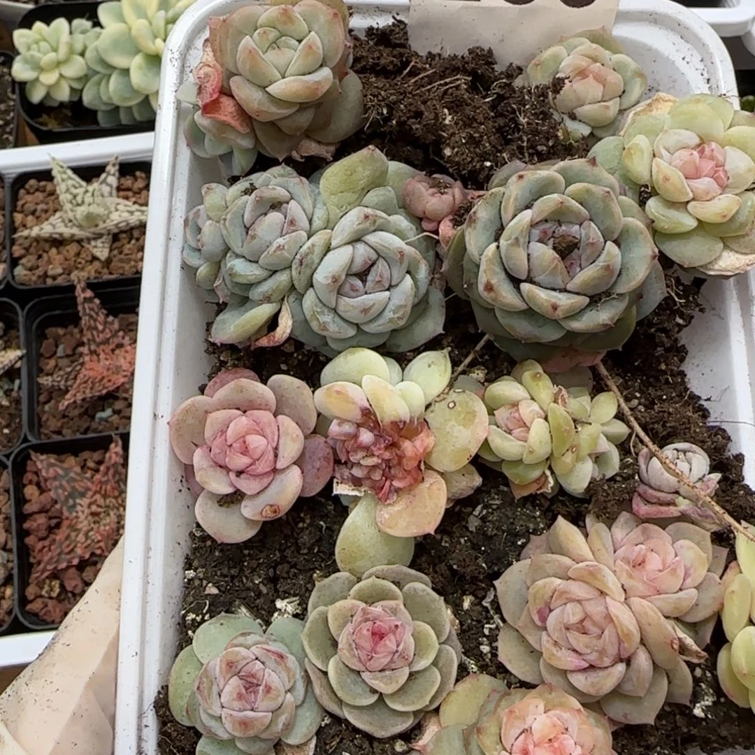 260号王者系列混合一盒