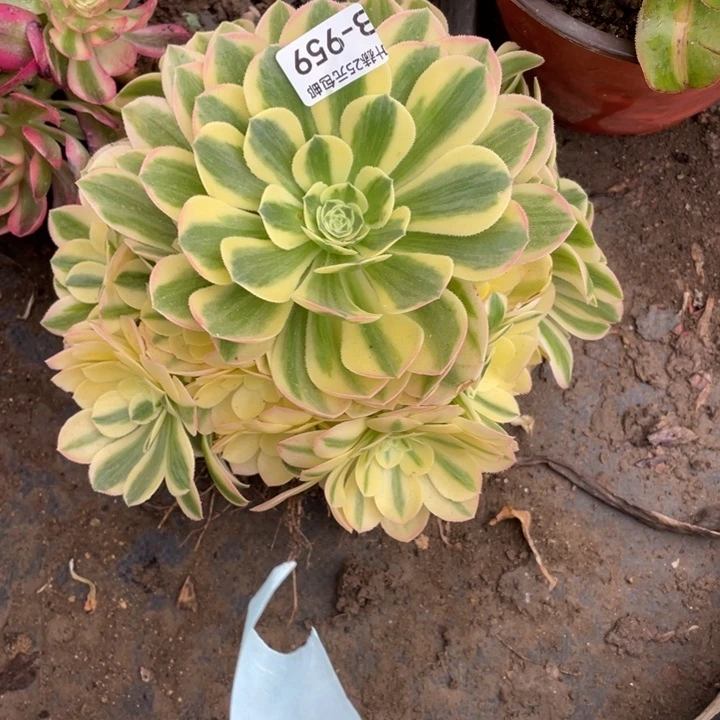 艾****）959雪连多肉12345678