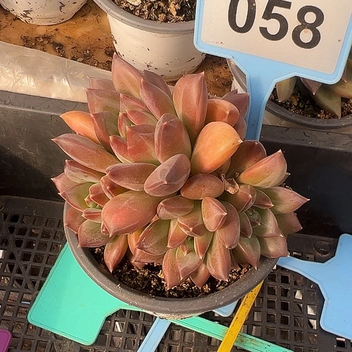 暗纹美人一物一拍058