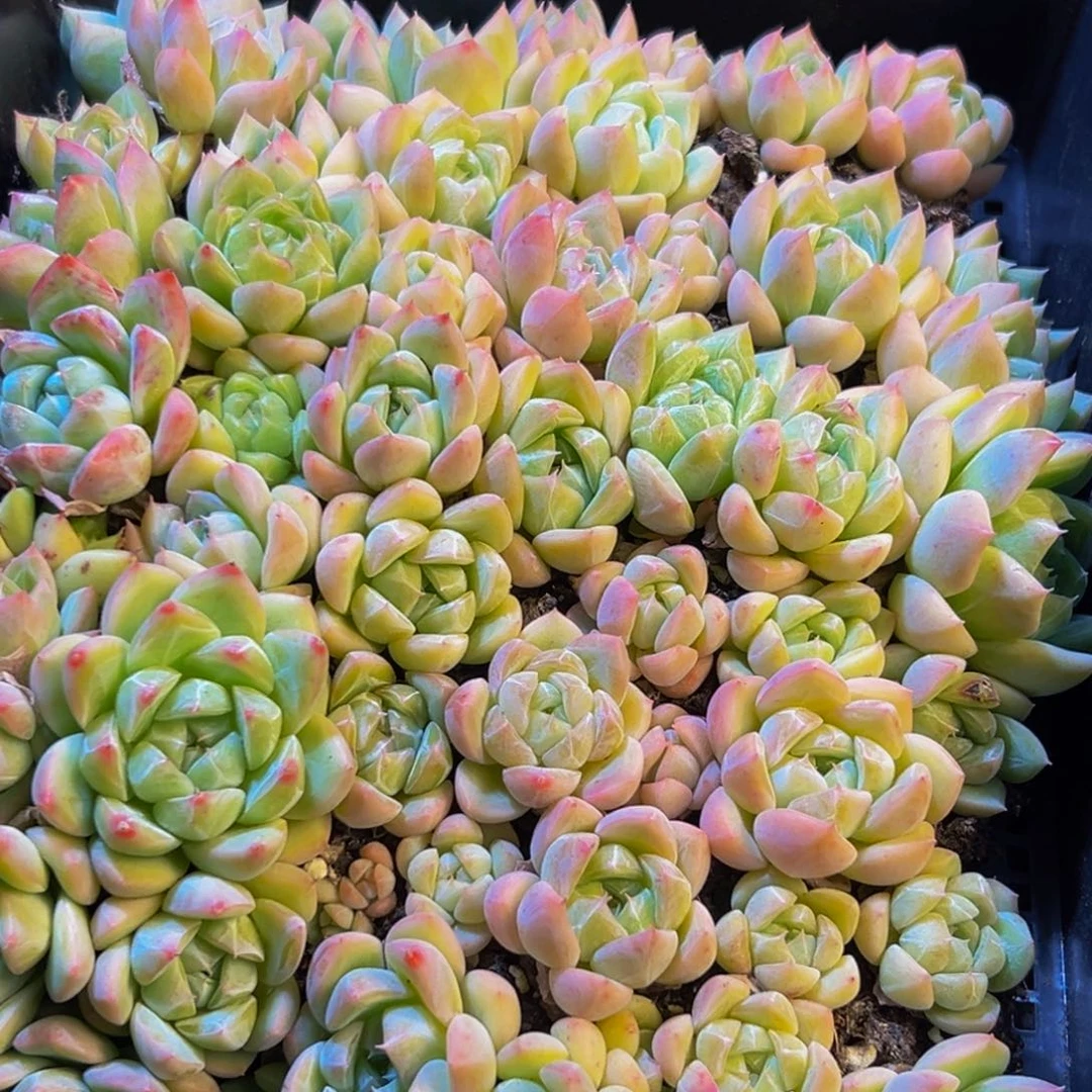 452的人都是这样的人