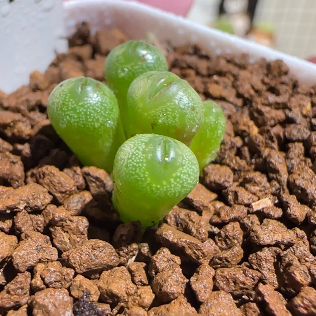 肉锥多肉植物组合-小海豚1274
