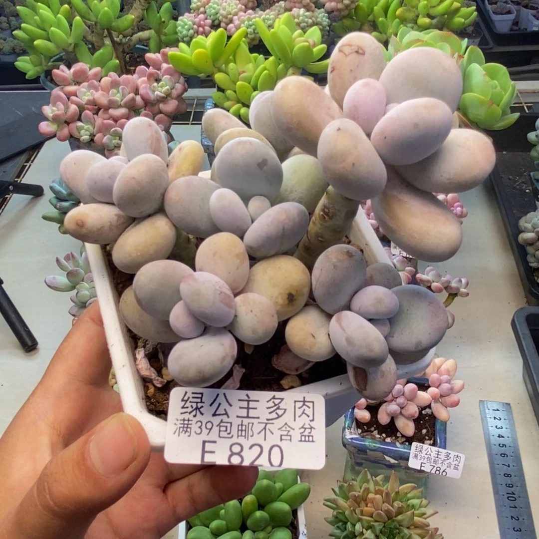 820水光针多肉9c m