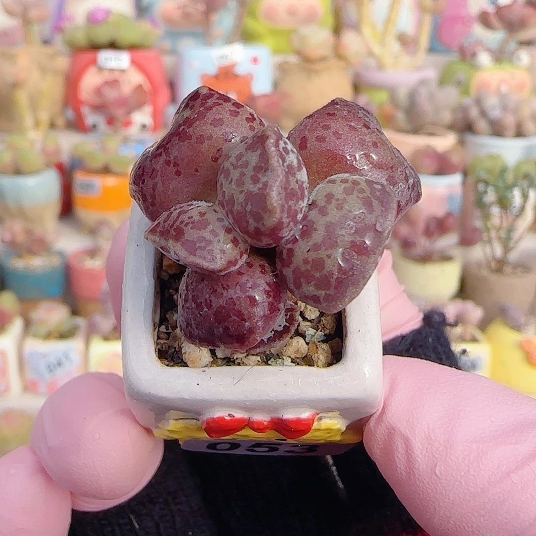 宽脸猫耳 盆口2.5cm