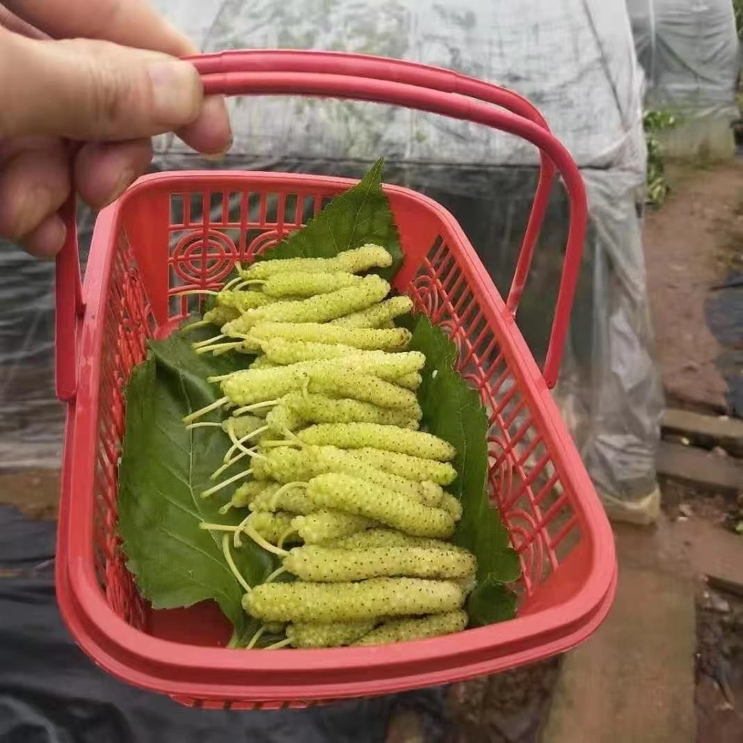 【金香桑葚裸根苗】嫁接苗 厚强家果苗推荐 现挖苗 苗圃基地直发