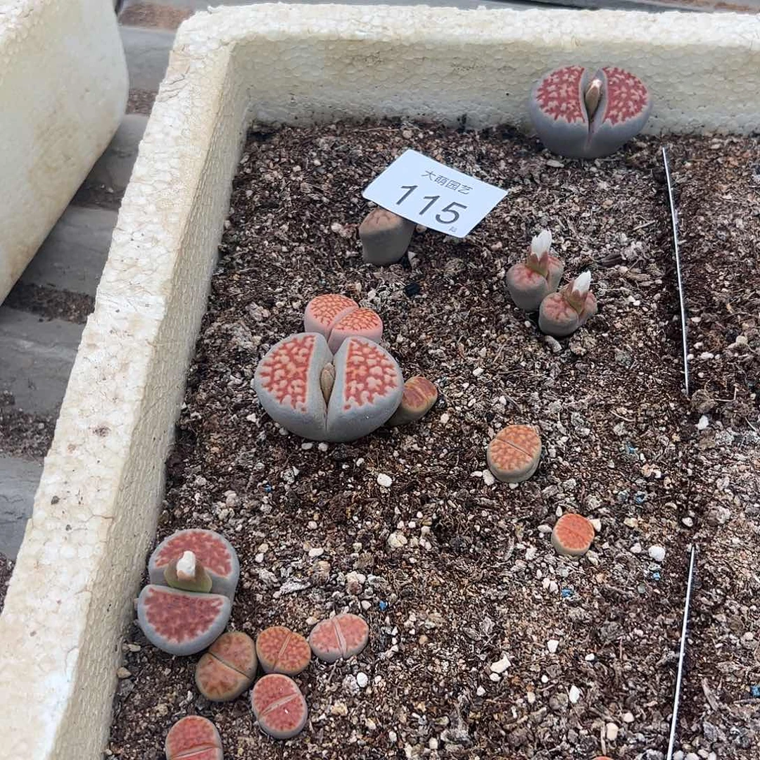 清框脱土发无售后默认有疤 115