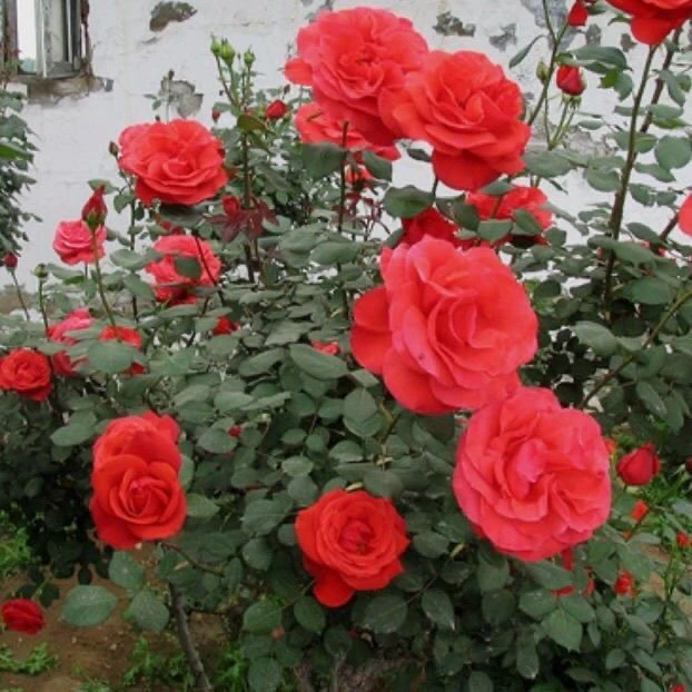 粉扇月季花苗四季开花浓香大花适合庭院阳台盆栽