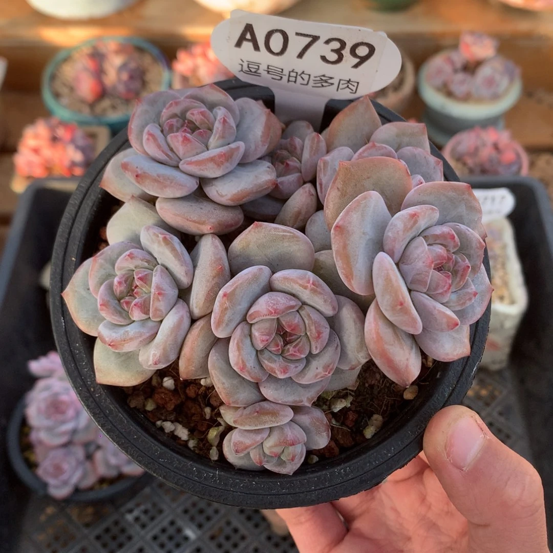 A0739 突尼斯平头脸 有砍