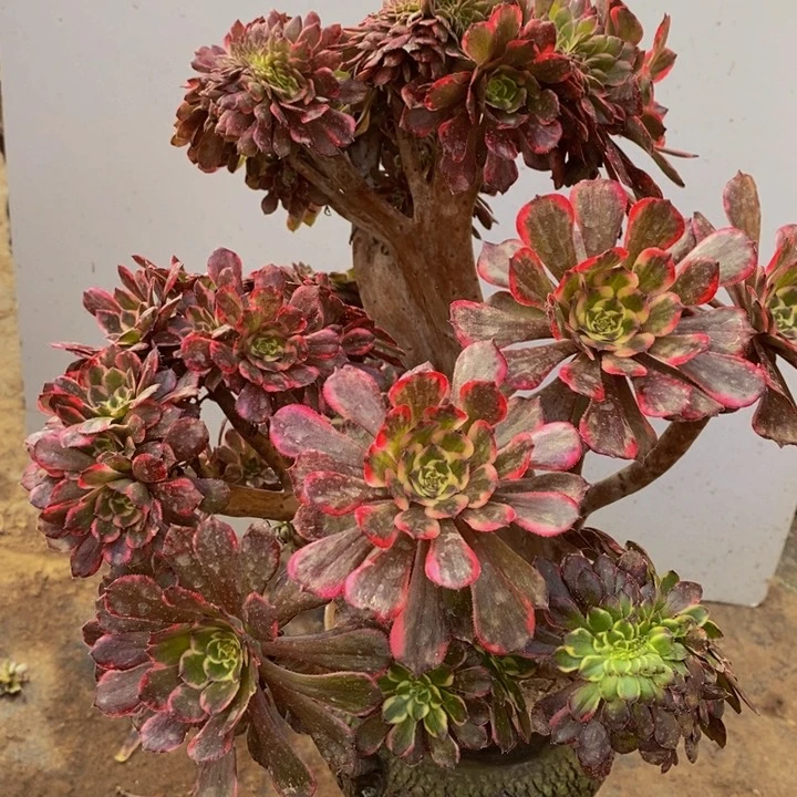 黑精钢多肉1颗多肉