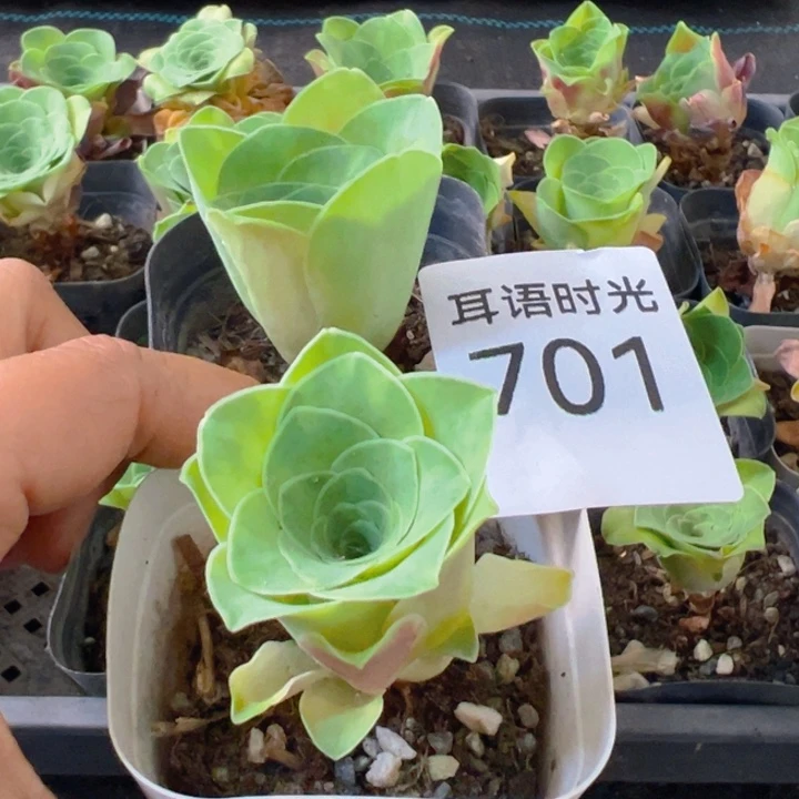 701，酒杯玫瑰，带盆带土、一单两颗发货