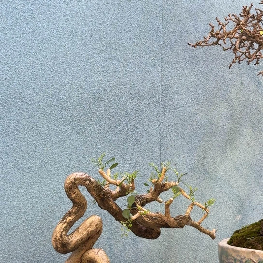 U***篷无花朵九里香盆景一物一拍