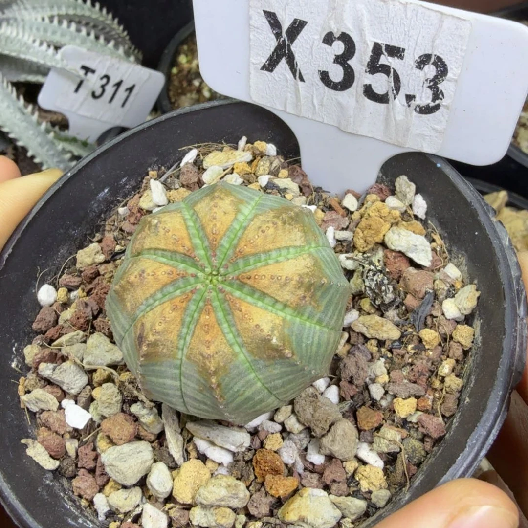 圣诞福利布纹带盆发