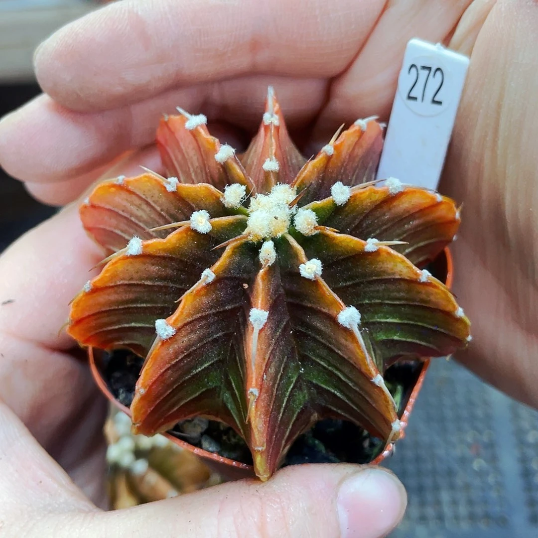 玉*非偏远地区满25包邮仙人球