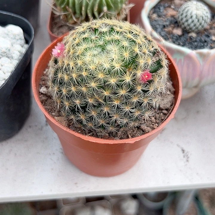 拐***牛恭喜发财。