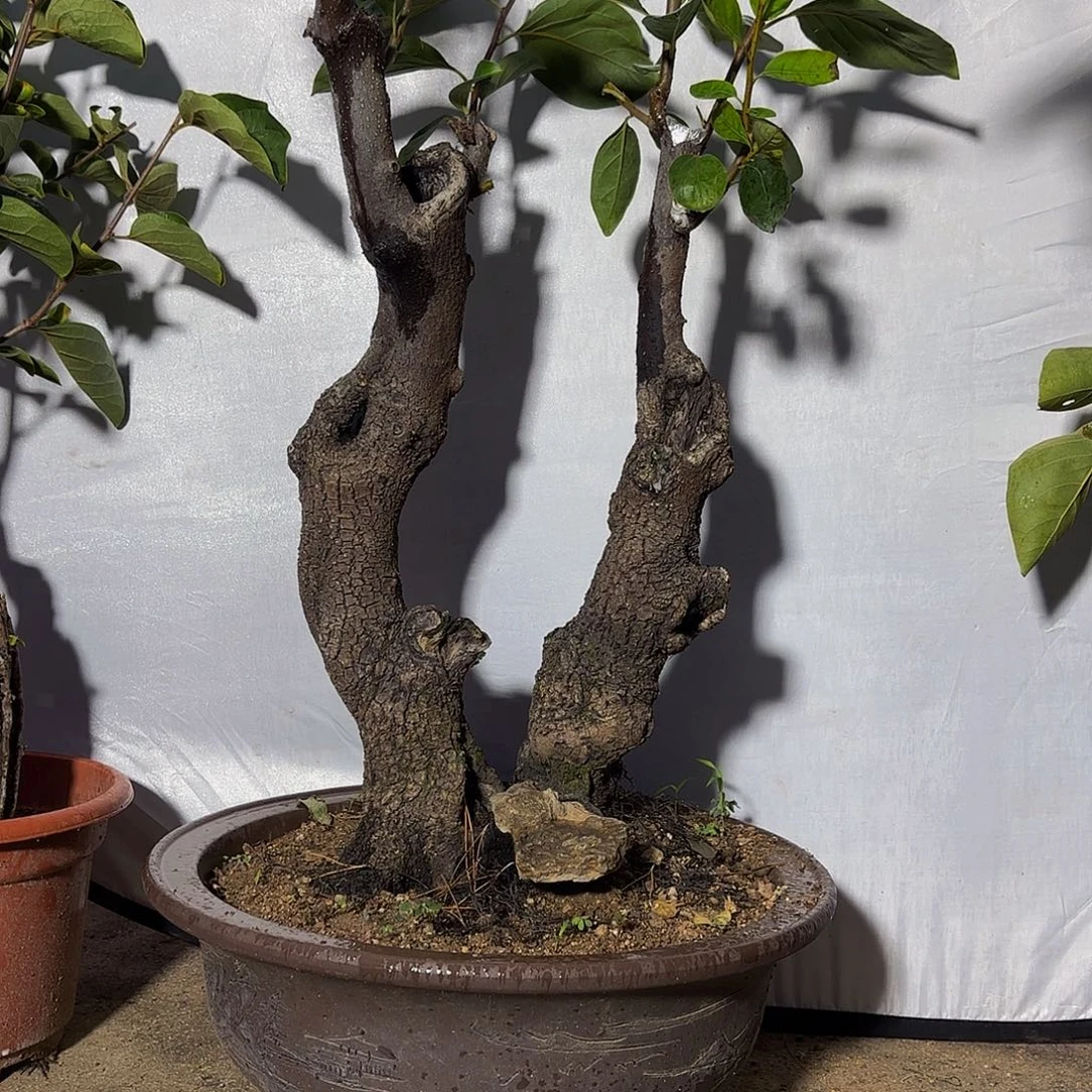 完全开放柿子树盆景盆栽花卉