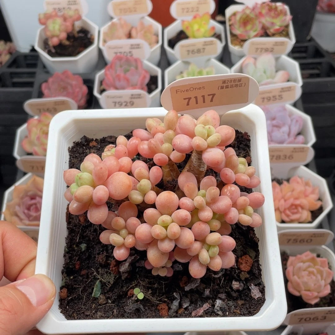 鱼子酱7117-9厘米