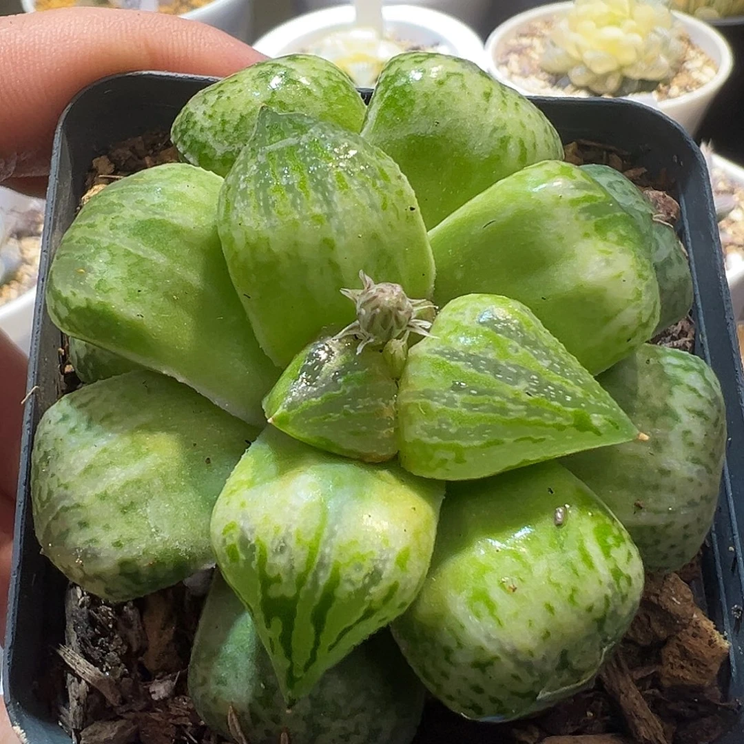 绿里特选福利一物一拍