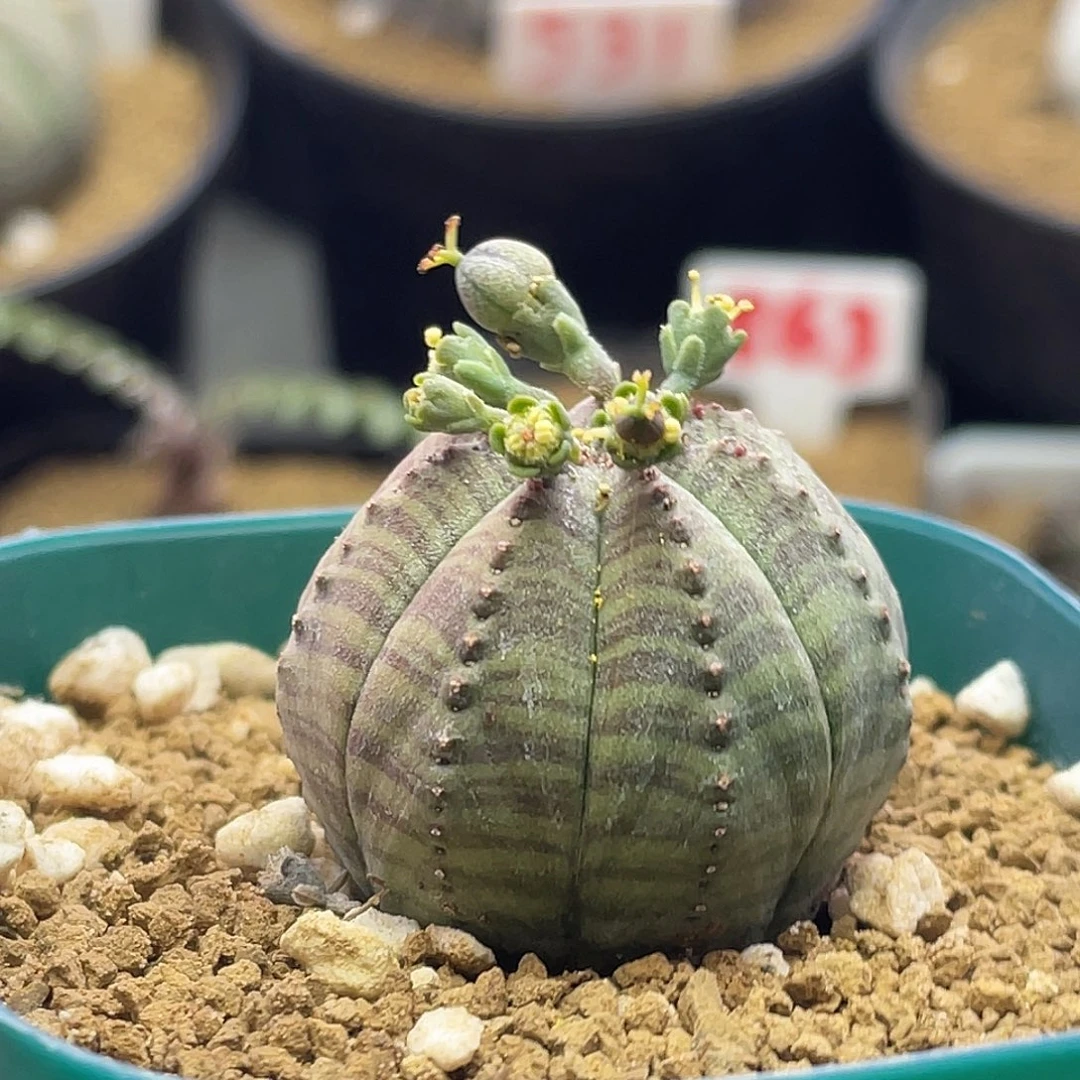 雌雄同体 实生欧系布纹球