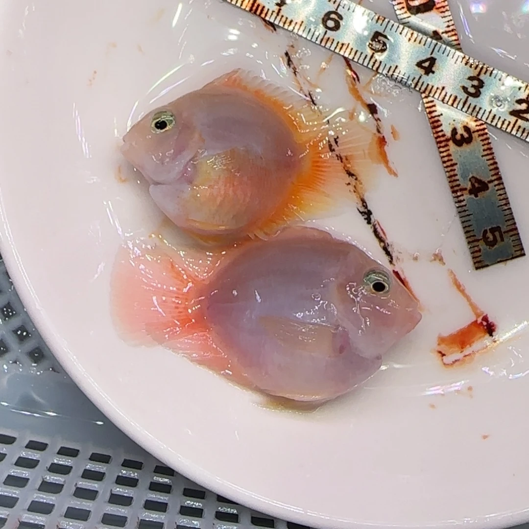 海水鱼胭脂粉一公一母