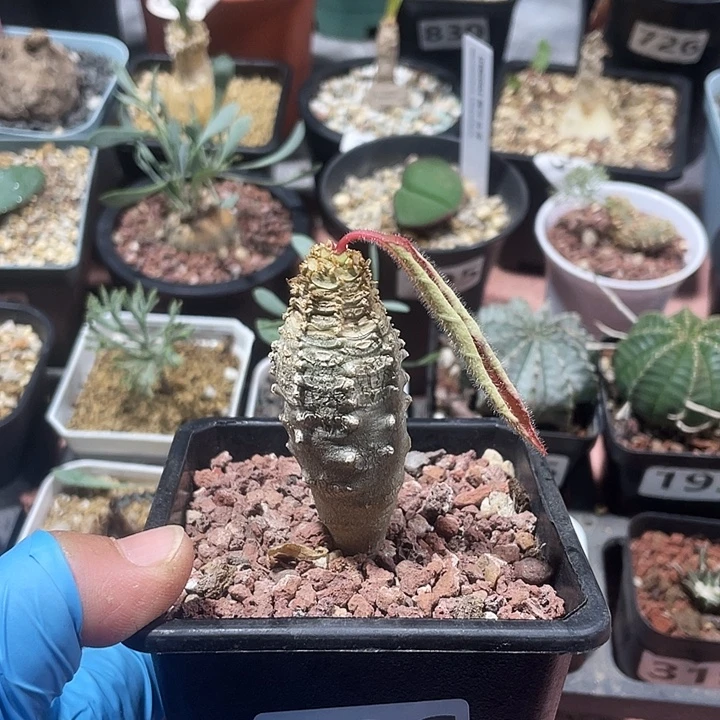 526安卡大戟块根，