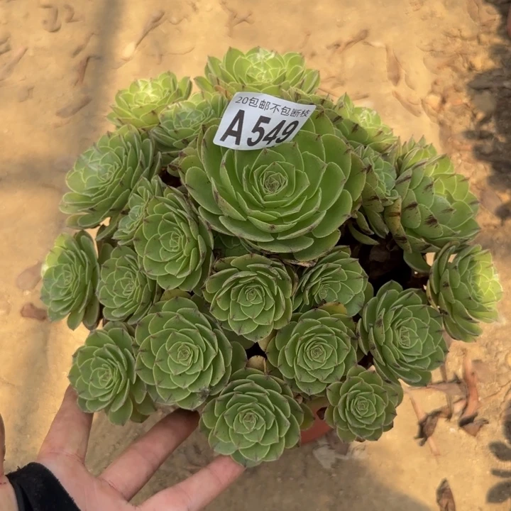 万拉……多肉植物……