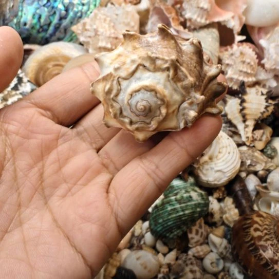 小***蛇石材天然海螺贝壳寄居蟹替换壳