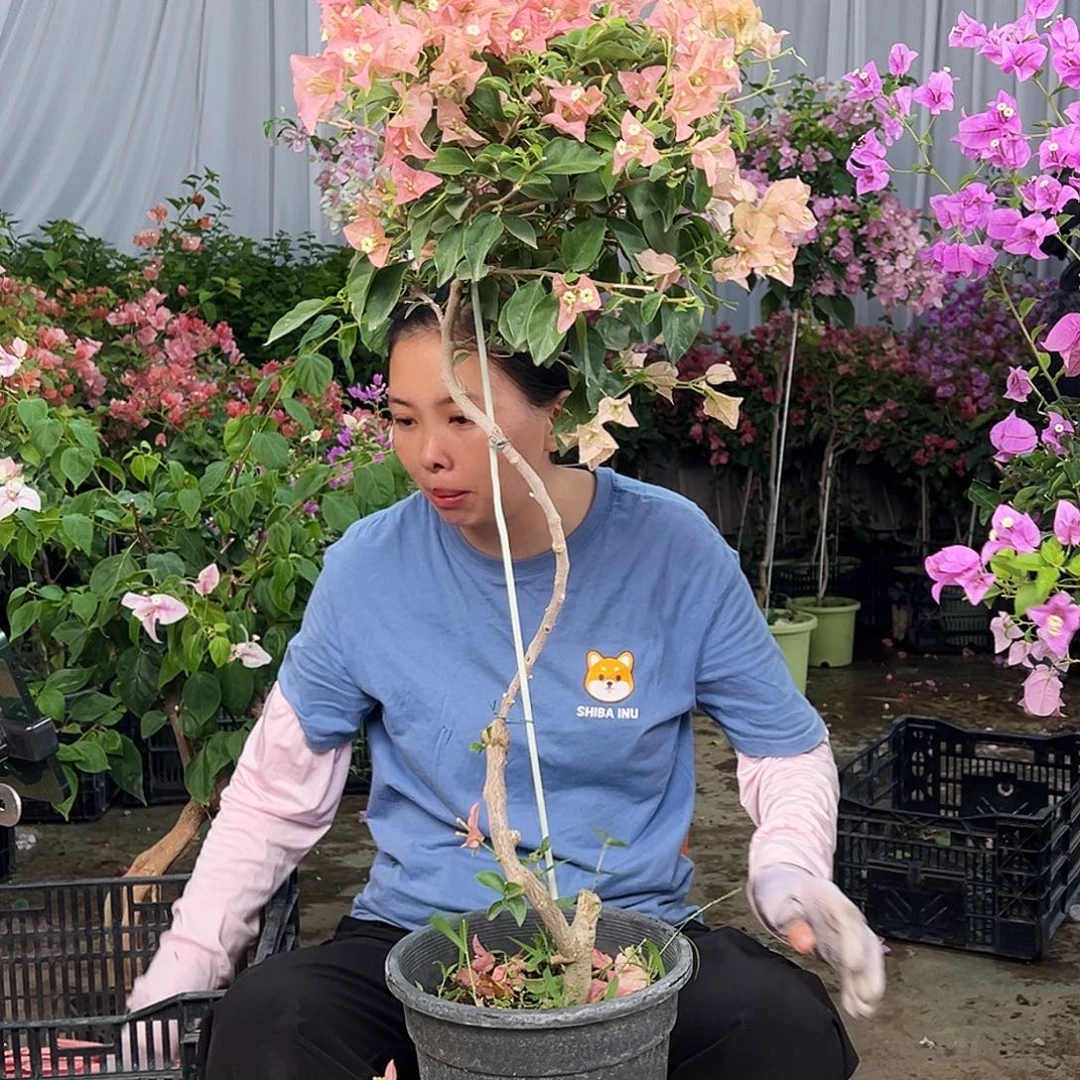 雾***蒙大部分花苞少量开放D69卡亚塔