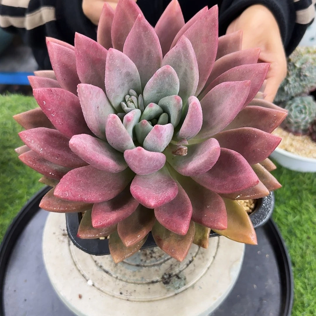 多肉植物不带盆发货