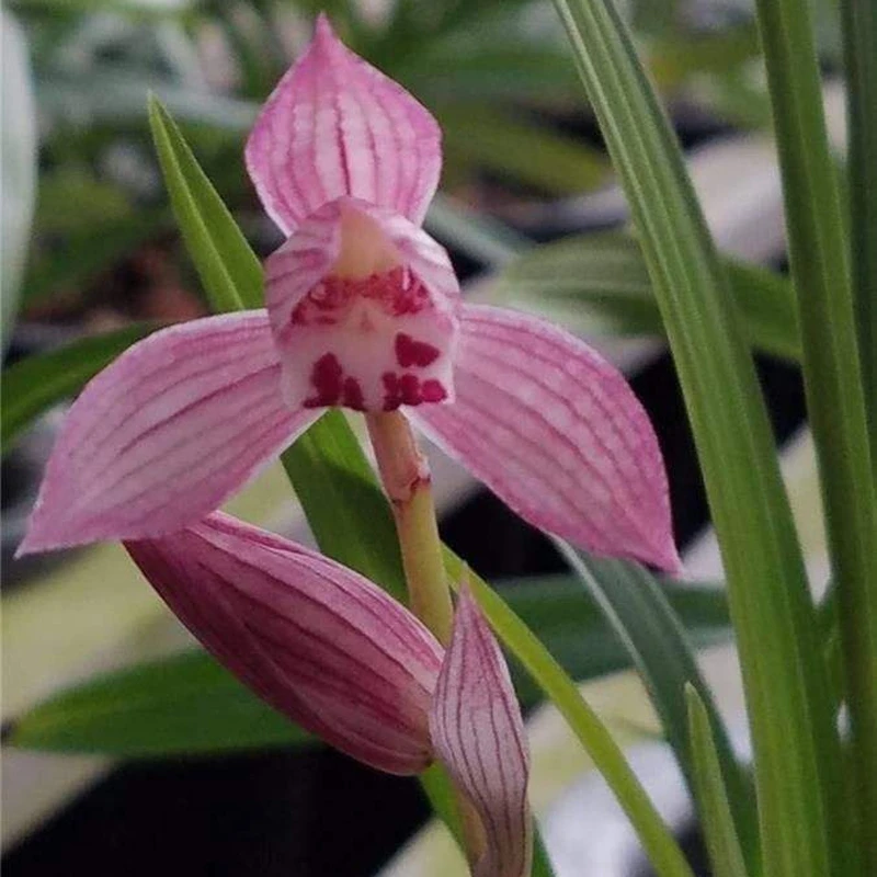 春剑色花新津胭脂1-3月开花浓香粉色国兰阳台养兰好品种居家绿植