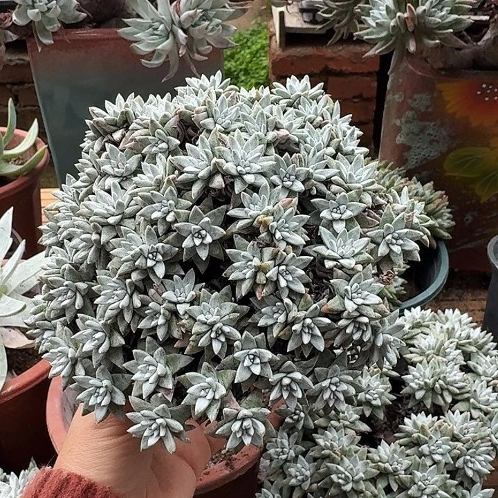 70头白菊一物一拍057