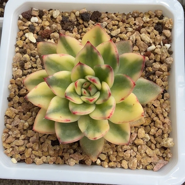 多肉植物单头锦多肉