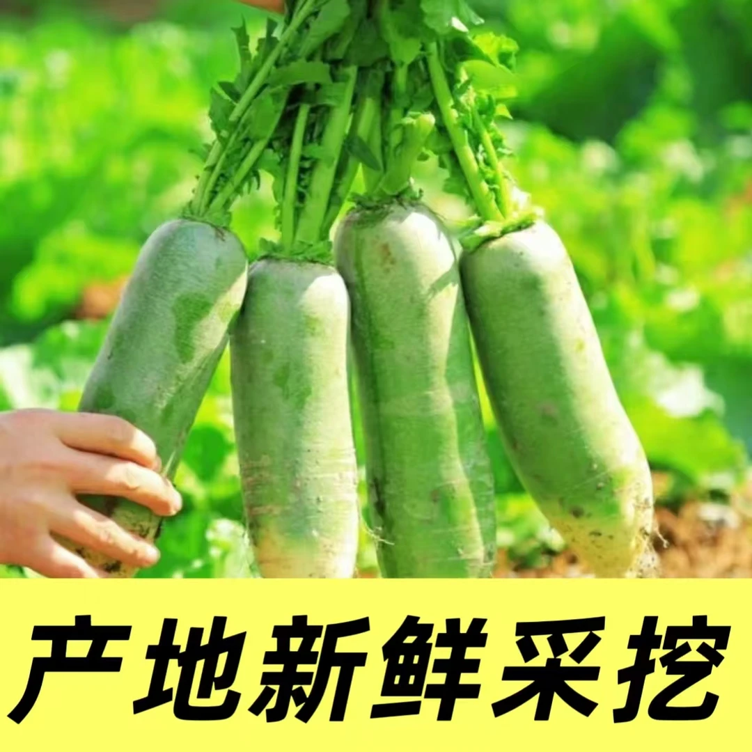 （）正宗原产地夏庄潍县萝卜  脆甜现挖产地直发 潍坊特产送礼