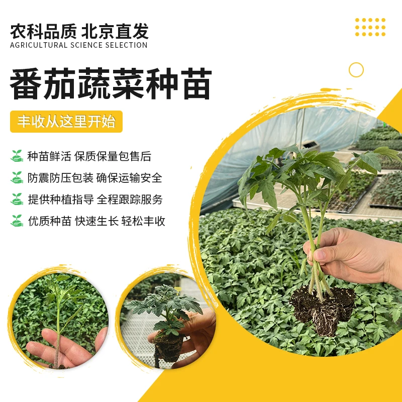 【第二件0元一定拍2件】农科院各种蔬菜种苗基地蔬菜苗阳台露天种植