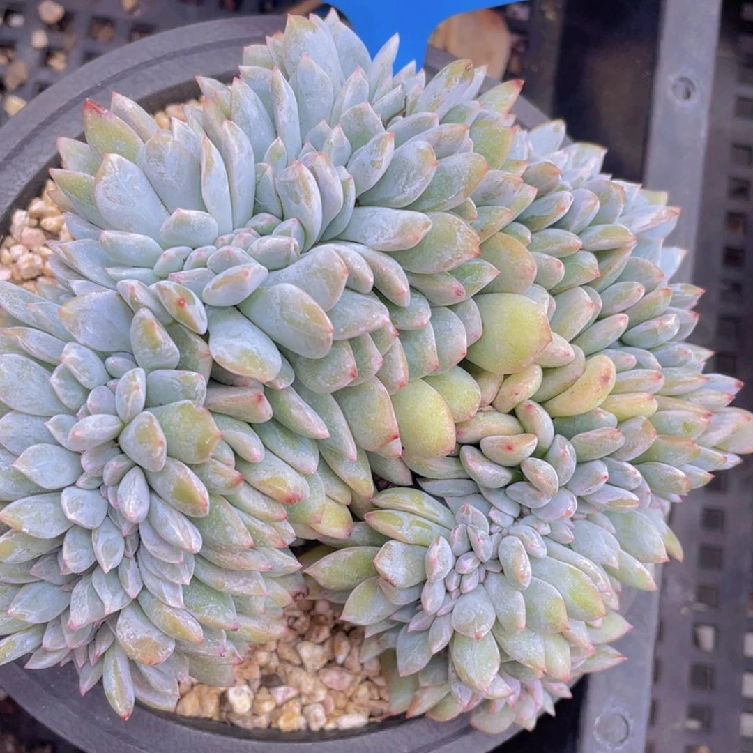 0707-6-石榴籽星影缀化一颗