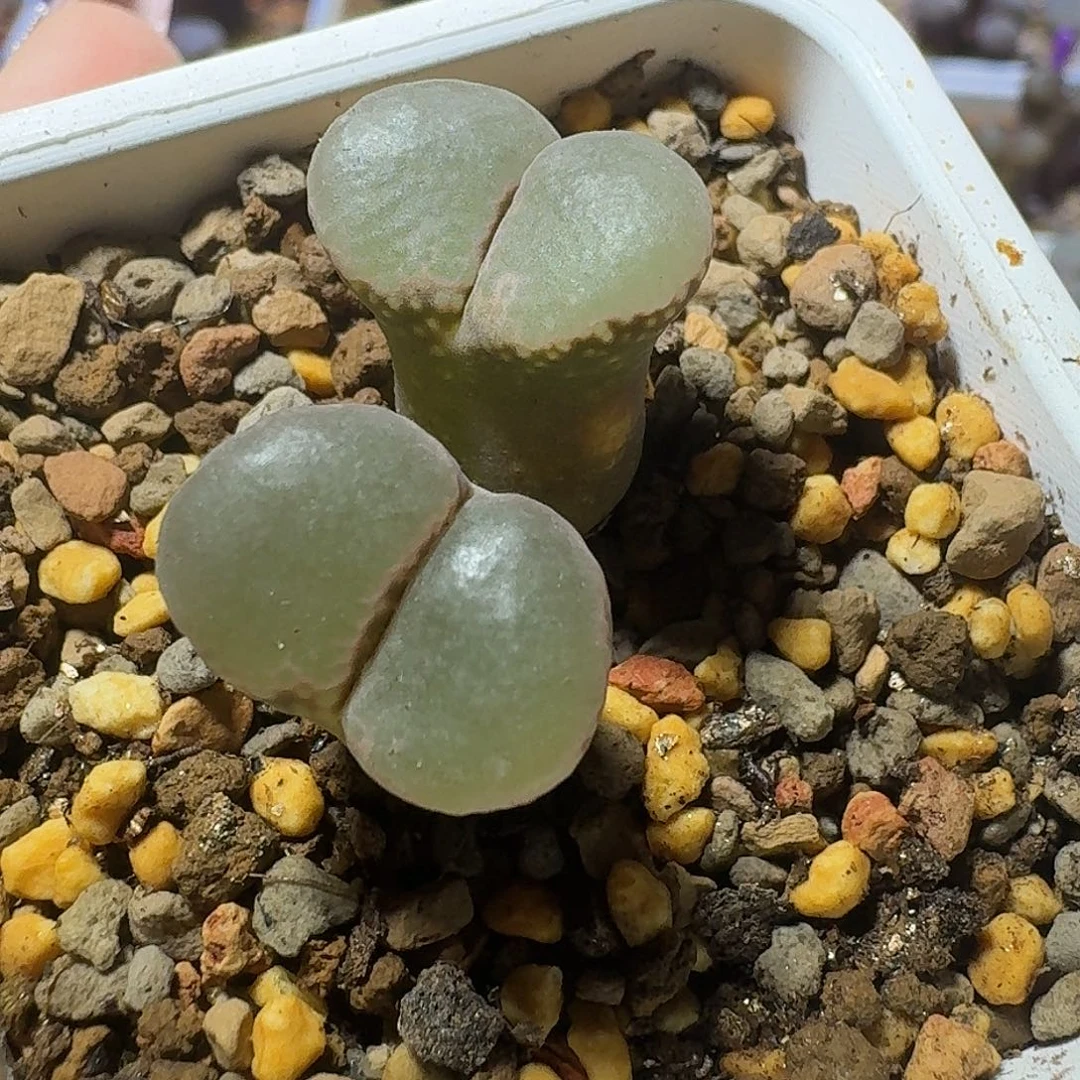 9号双头风铃一物一拍1.5 1.6